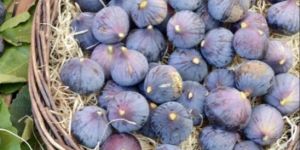Edible Figs