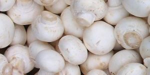 Fresh Mushrooms