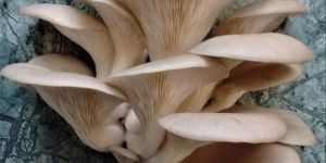 Fresh Oyster Mushrooms