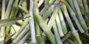 Super Napier Grass Seed