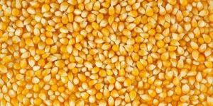 Yellow Maize Seeds