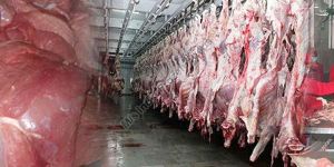 Frozen Buffalo Four Quarter