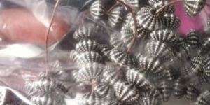 Silver Bead Caps