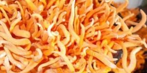 Dry Organic Cordyceps Militaris