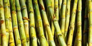 Fresh Sugarcane