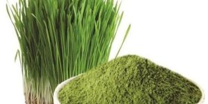 Wheat Grass Powder