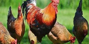 Live Nattu Kozhi Chicken