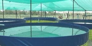Biofloc Fish Farming Tank