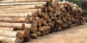 Pinewood Logs