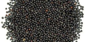 Black Mustard Seeds