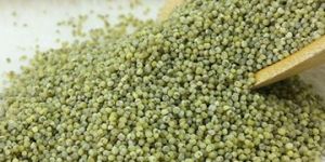 Green Millet Seeds