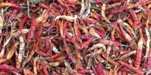 Teja Fatki Red Chilli