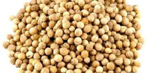 333 Coriander Seeds