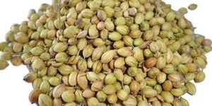 Coriander Seed