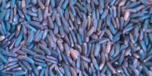 Organic Black Kavuni Rice