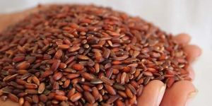 Organic Kattuyanam Rice