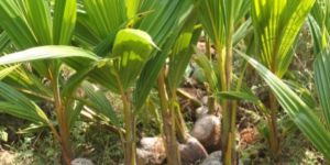 Coconut Plants