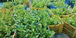 Tissue Culture Guava Plants
