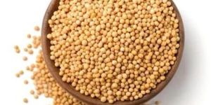 Yellow Mustard Seeds