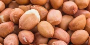 Groundnut Seeds
