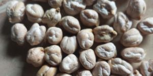 12 Mm White Chickpeas