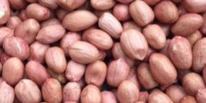 Groundnut Seeds