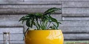 Ceramic Flower Pot