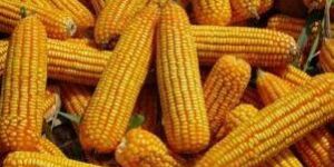 Yellow Corn