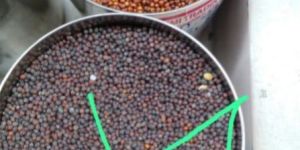 Black Mustard Seeds