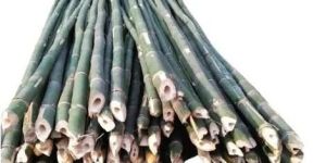 Bamboo Pole