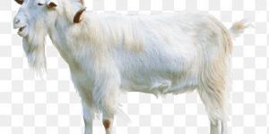 Full Blood Boer Goats, Live Sheep, Cattle, Lambs