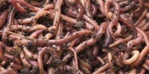 Australian Eisenia Fetida Earthworm
