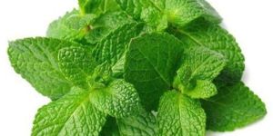 Fresh Mint Leaves