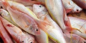 Golden Threadfin Fish