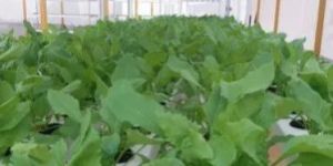 Hydroponic Grass System