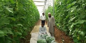 Polyhouse Farming Services