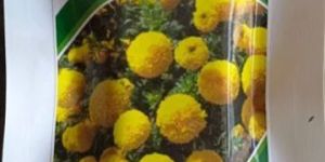 Yuki Yellow Flower Seed