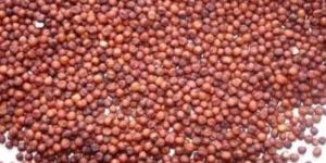 Finger Millet Seeds