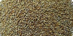 Pearl Millet Seeds