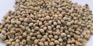 Soy Bean Seeds