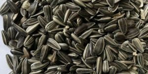 Sunflower Seeds
