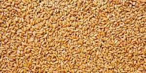 Wheat Seeds