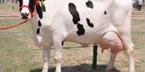 Indian Hf Cow