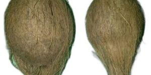 Organic Husked Coconut