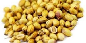 Coriander Seeds