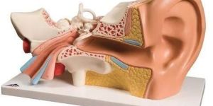 Human Ear Model
