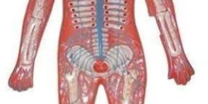 Human Nervous System Model