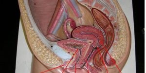 Human Reproductive System Model