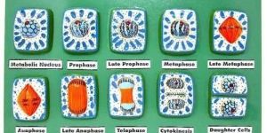 PLANT MITOSIS CELL DIVISION