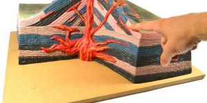 Geology Model